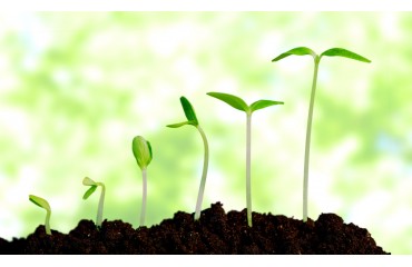Cultivați-vă propriile legume chiar și într-un bloc de locuințe