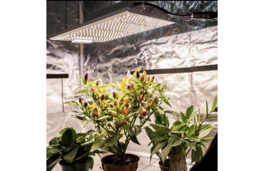 Cultivarea cu LED-uri pentru începători. De ce aveți nevoie și ce ar trebui să știți?